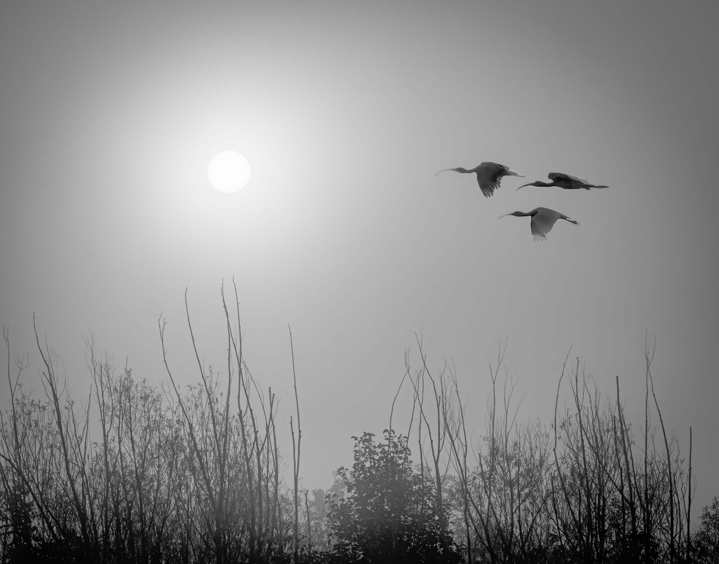 1st PrizeOpen Mono In Class 3 By Nancy Allen For Foggy Morning Flight DEC-2024.jpg